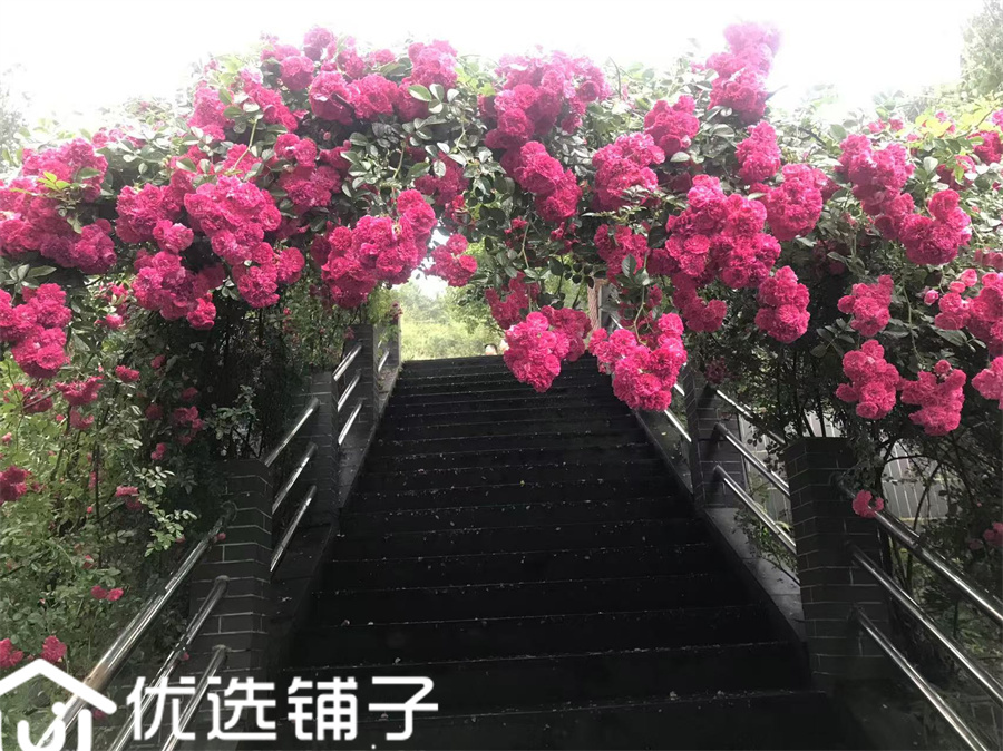 市内凤凰山800平农家乐便宜出租
